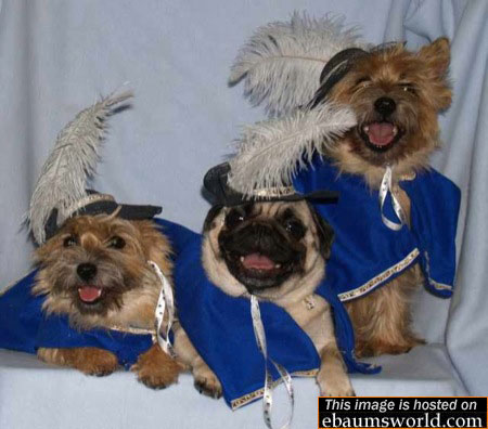 Dogs in Costumes