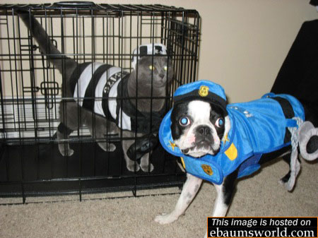 Dogs in Costumes