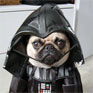 There's something about dogs in Halloween costumes that always makes us laugh.