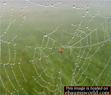 Rain Spiderwebs