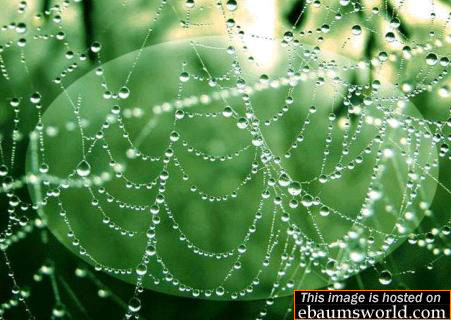 Rain Spiderwebs