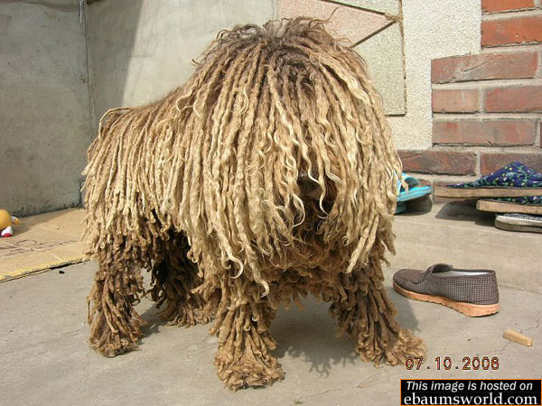 Rastafarian Dog