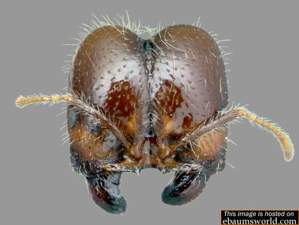 Closeup Ants
