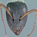 These pics show some crazy detail on different types of ants.