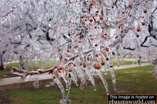 Frozen Cherry Tree