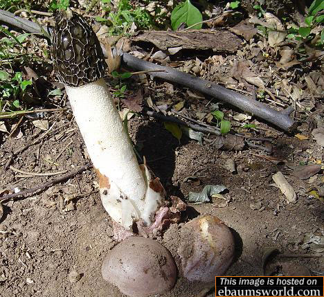 I have never seen a mushroom like this before!