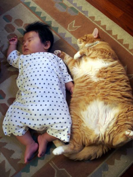 Very Large Cat