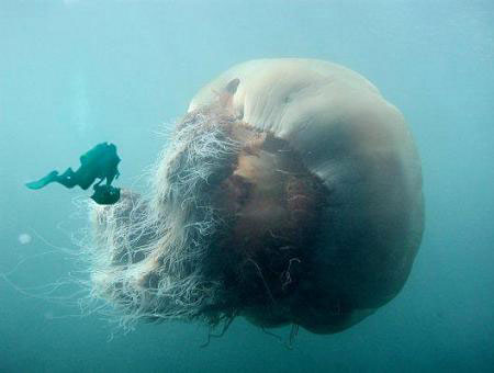One giant jellyfish.