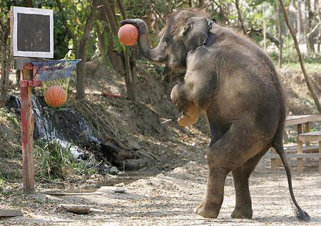 I wonder how difficult it is to teach an elephant basketball.