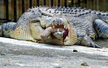 Croc Attack