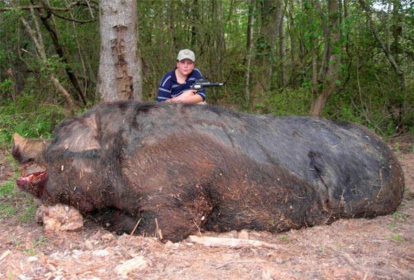 Jamison Stone, 11, shot and killed this wild pig earlier this month.  According to the family it weighed 1,051 pounds and measured 9-feet-4 from the tip of its snout to the base of its tail.
