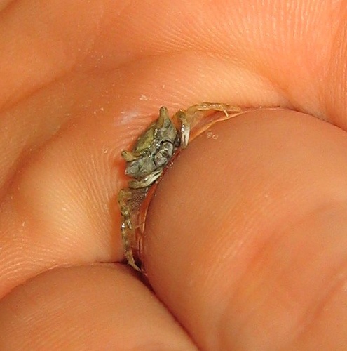 Take a look at how tiny this crab is!!