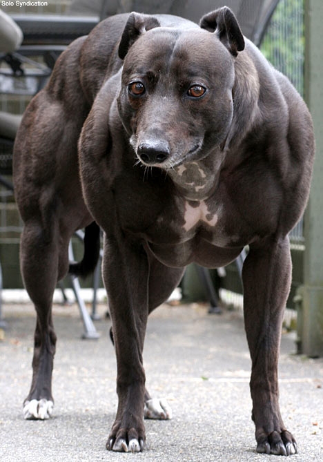 Dog on Steroids