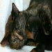 This cat has acted as a surrogate mother to a rottweiler who lost his parents.