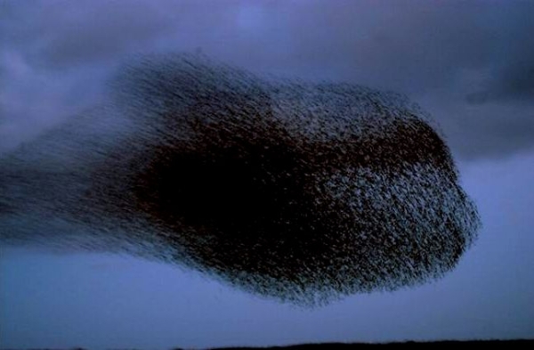 Starling Formations