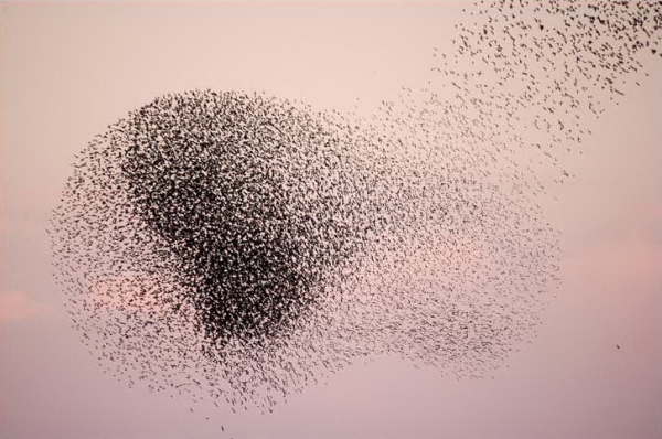 Starling Formations