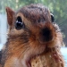 This chipmunk's eyes were bigger than his stomach!