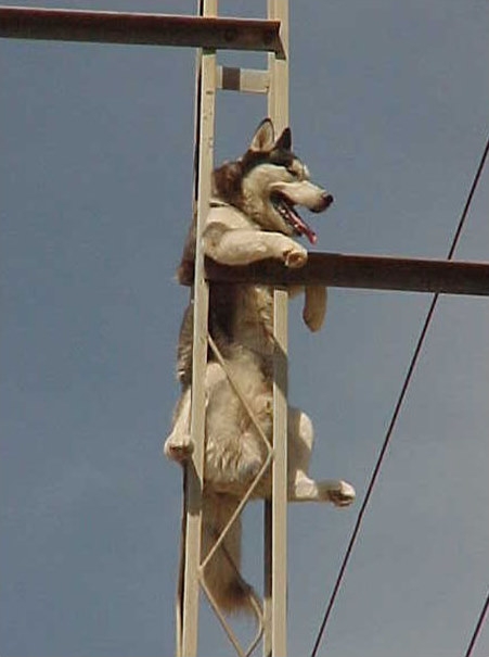Pole Climber