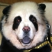The owners of this dog were crazy enough to have him painted to look like a panda.
