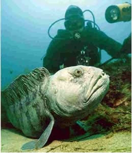 Odd Deep Sea Creatures