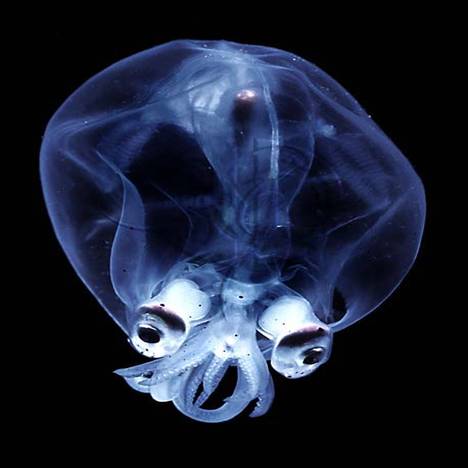 Odd Deep Sea Creatures