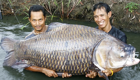 300 lbs Goldfish