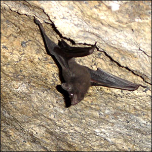 Seychelles Sheath-tailed Bat