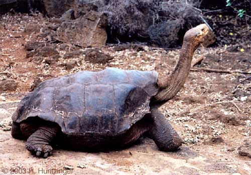 The Pinta Island Tortoise