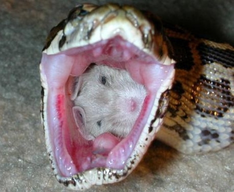 A great view inside of a snake.
