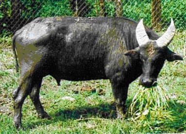 Tamaraw (Dwarf Water Buffalo)