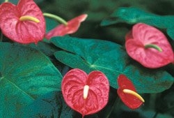 Anthurium - Also known as flamingo flowers or pigtail plants, eating tropical Anthuriums could give you a painful burning sensation in the mouth that then swells and
blisters.