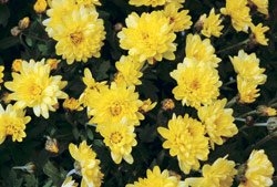 Chrysanthemum - Gardeners plant mums to keep rabbits away. The flower heads are somewhat toxic to humans too. But not terribly. Touching them can make you itch and puff up a bit, but probably the doctor will just give you something for the inflammation and allergic reaction.