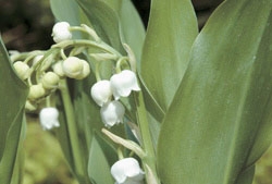 Lily-of-the-valley - A little bit of lily-of-the-valley (Convallaria majalis) probably won't hurt much, but if you eat a lot, you'll probably experience nausea, vomiting, pain in the mouth, abdominal pain, diarrhea and cramps.