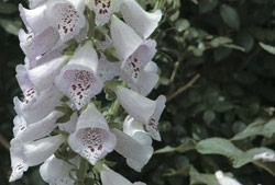 Foxglove - If you eat any part of these plants in the wild, you too will likely have heart problems after a spell of nausea, vomiting, cramps, diarrhea and pain in the mouth. A doctor might administer charcoal to absorb the toxin or pump
your stomach, and might also administer drugs to bring your heart rate back to normal.