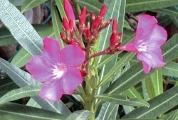 Oleander - Typically the symptoms involve a change in heart rate, be it a slow down or palpitations or high potassium levels. A doctor might prescribe a drug to bring your heartbeat back under control and try to induce vomiting with ipecac, pump your stomach or absorb the toxin with ingested charcoal.