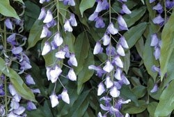 Wisteria - The entire plant, also known as a kidney bean tree, is toxic, though some say the flowers are not. Better safe than sorry, because most reports are that eating this plant will cause nausea, vomiting, cramps and diarrhea.