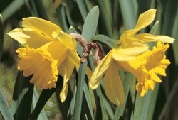 Narcissus - AKA the Daffodil, bulb diners tend to experience nausea, vomiting, cramps and diarrhea.