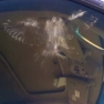 Check out the mark this bird left after whacking this car window.