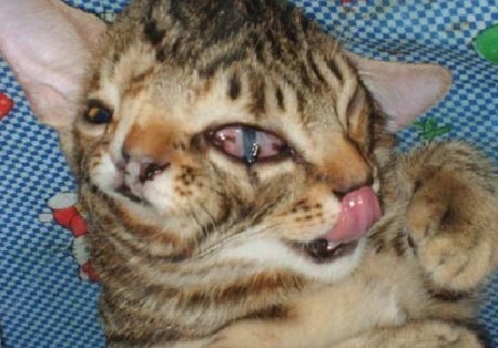 This cat was born with 2 faces...WTF?!