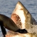This shark enjoys a nice meal.