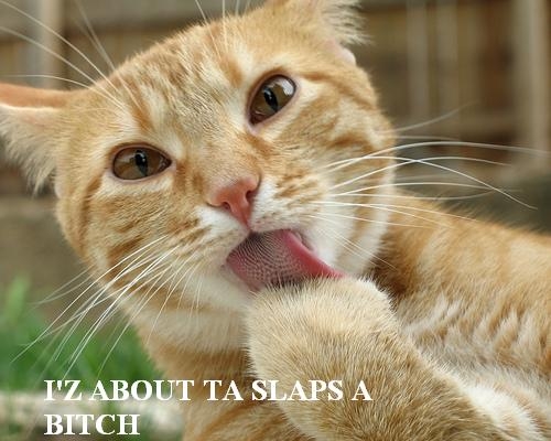 mother's day cat memes - I'Z About Ta Slaps A Bitch