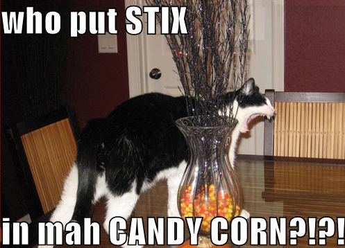 cat candy corn - who put Stix in mah Candy Corn?!?!