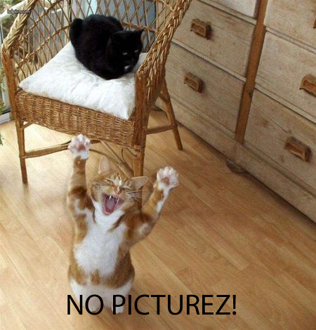 praising cat - No Picturez!