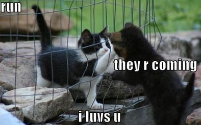 funny cute kittens - ruin they r coming i luvs Ii