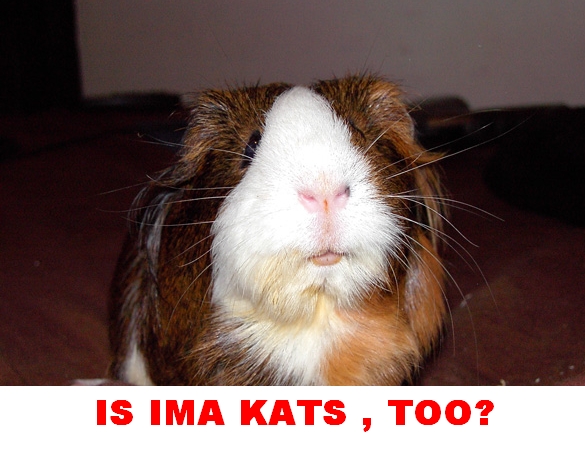 guinea pig - Is Ima Kats , Too?