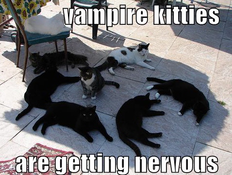 vampire kitties are getting nervous
