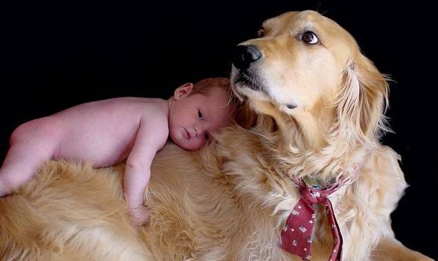 Babies and Pets