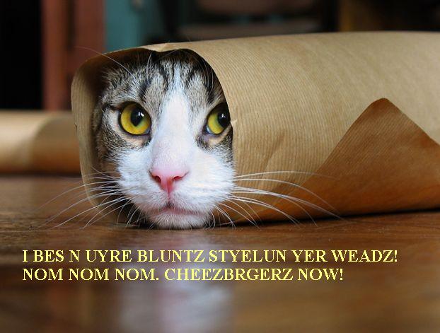 lolcat burrito cat