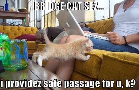 lolcat could use some help - Bridge Cat Sez... i providez safe passage for u, k?