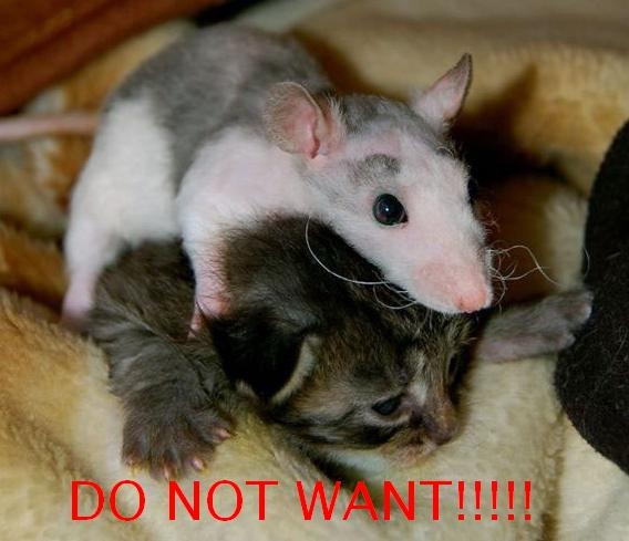 lolcat funny food chain - Do Not Want!!!!!